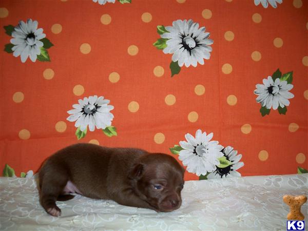 Puppies in LA
